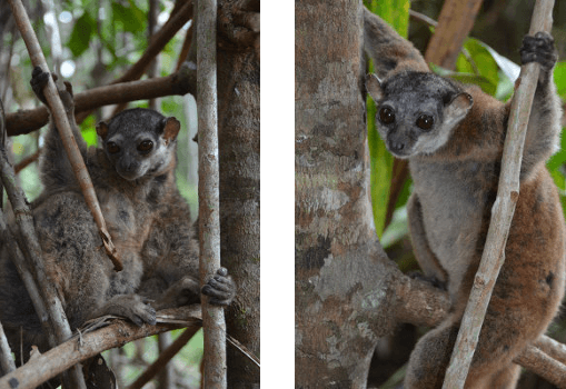 2 James sportive lemurs in a tree in madagascar