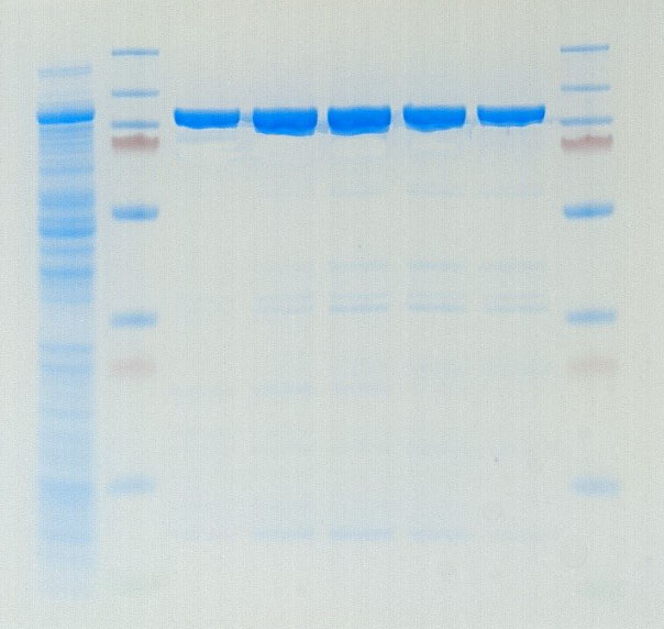 SDS-PAGE gel showing fractions of MatMaCorp Taq DNA Polymerase