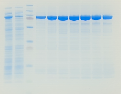 SDS-PAGE gel showing fractions of MatMaCorp Tth DNA Ligase